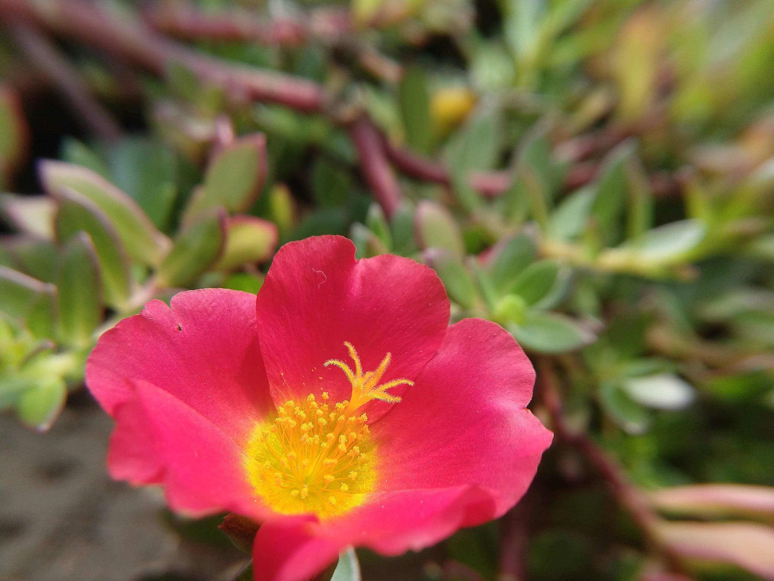red flower with yellow center, stamens, pink-green leaves and dark-pink stems