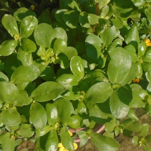 olive foliage with yellow flowers