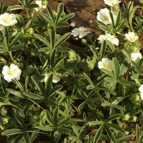 white flowers with yellow center and stamens, olive buds, leaves and olive stems