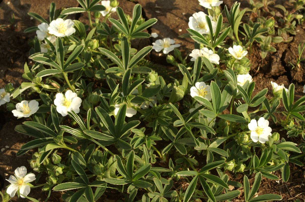 white flowers with yellow center and stamens, olive buds, leaves and olive stems