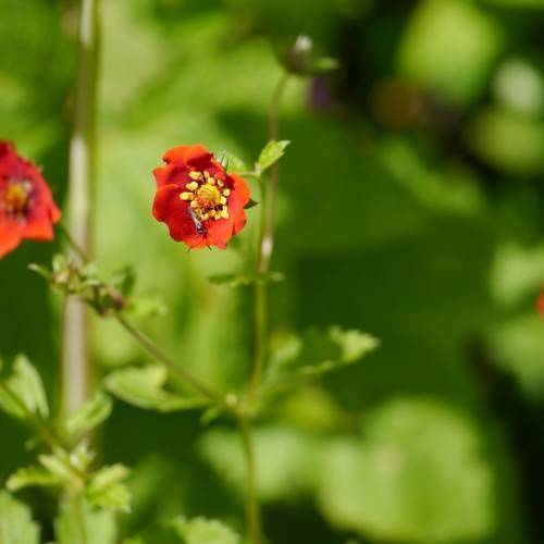 red flowers with red filaments, yellow anthers, lime leaves and olive stems