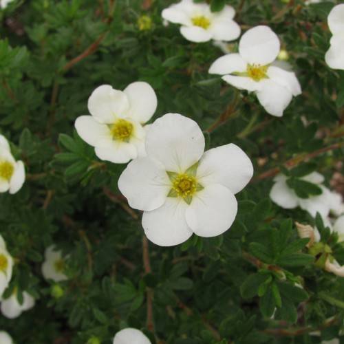 white flowers with lime-yellow center, brown stems and green leaves