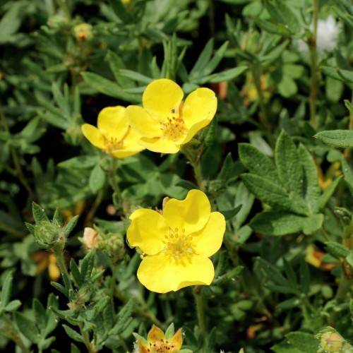 yellow flowers with yellow stamens, green buds, stems and green leaves