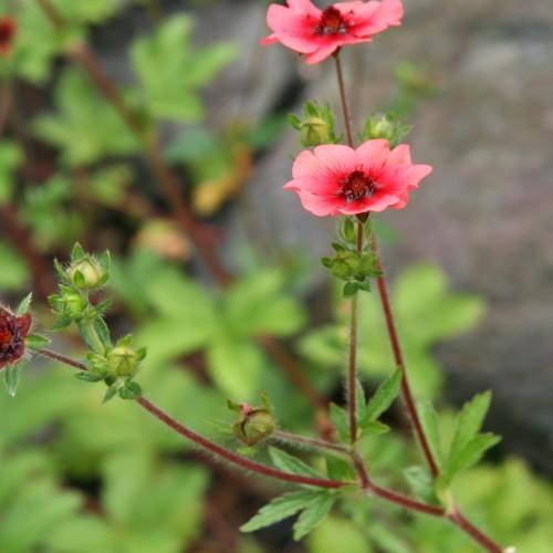Red flower with dark-red center and pedicel, green buds and leaves.