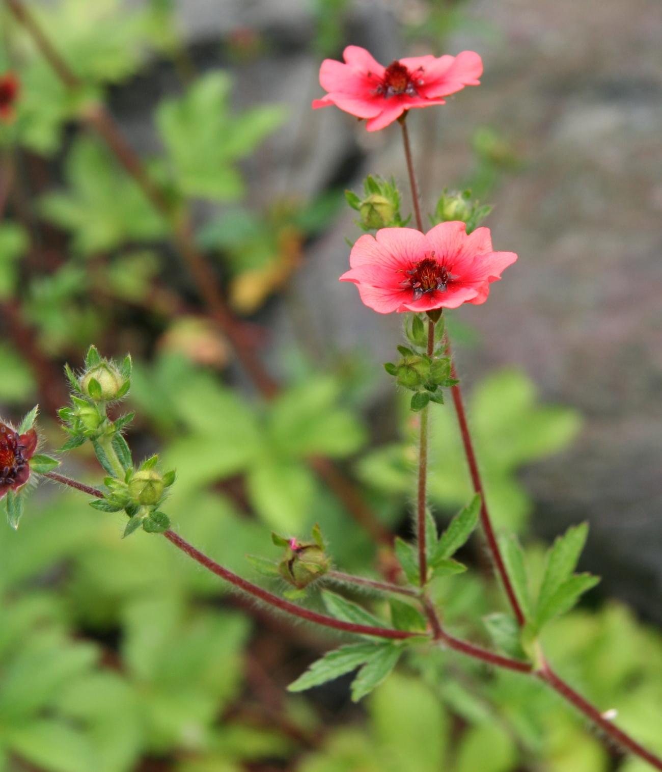 Red flower with dark-red center and pedicel, green buds and leaves.
