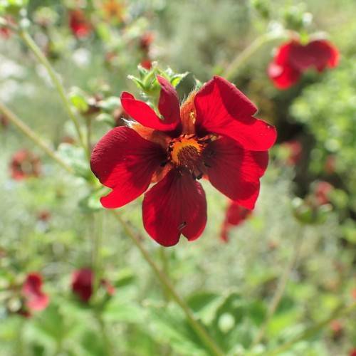 red-maroon flowers with orange center, black anthers, lime leaves and light-brown stems