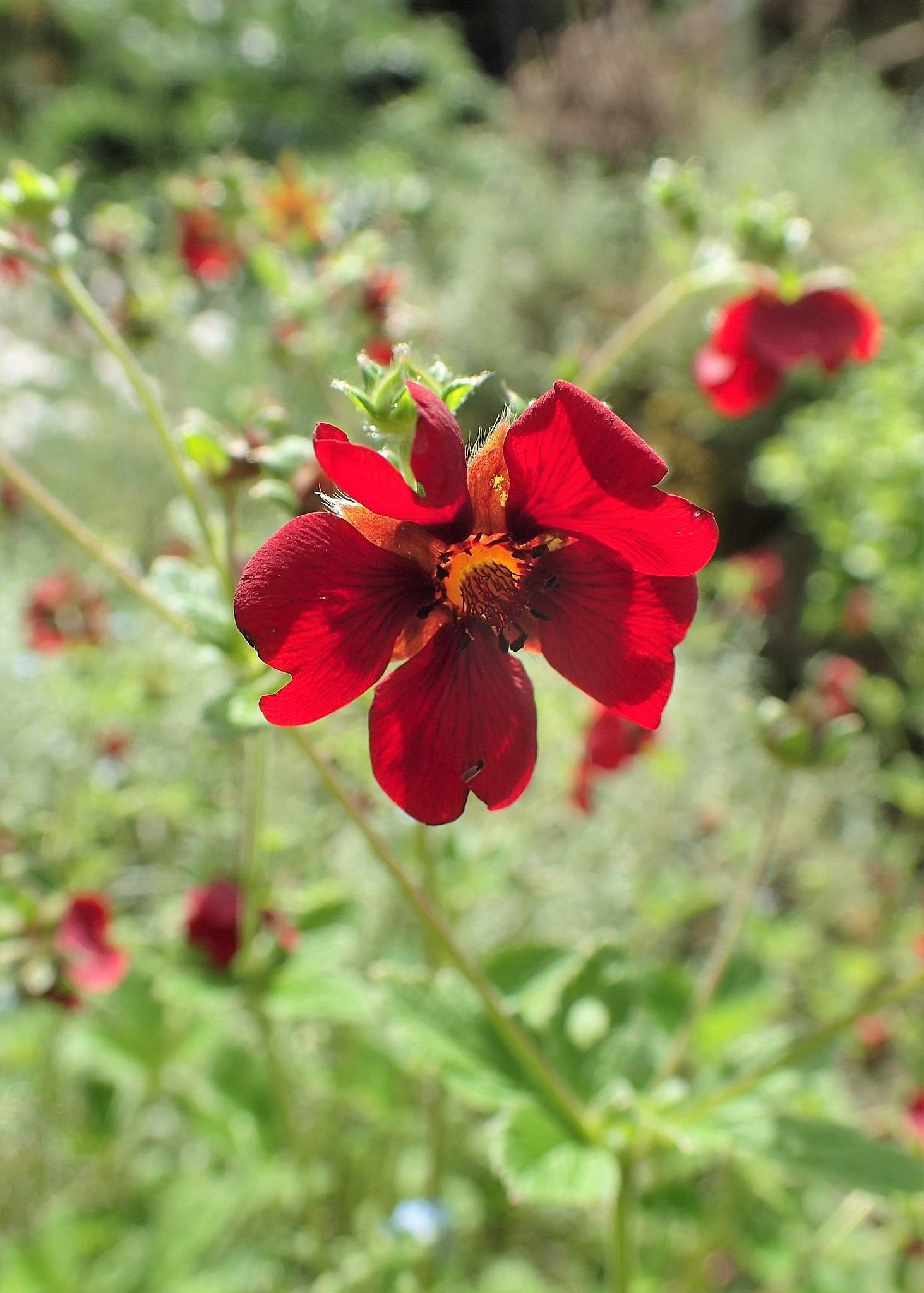 red-maroon flowers with orange center, black anthers, lime leaves and light-brown stems