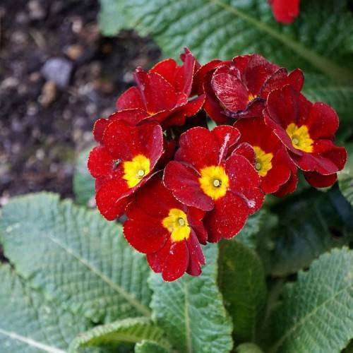 maroon flowers with yellow center and green leaves