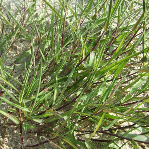 Green leaves with brown stems.