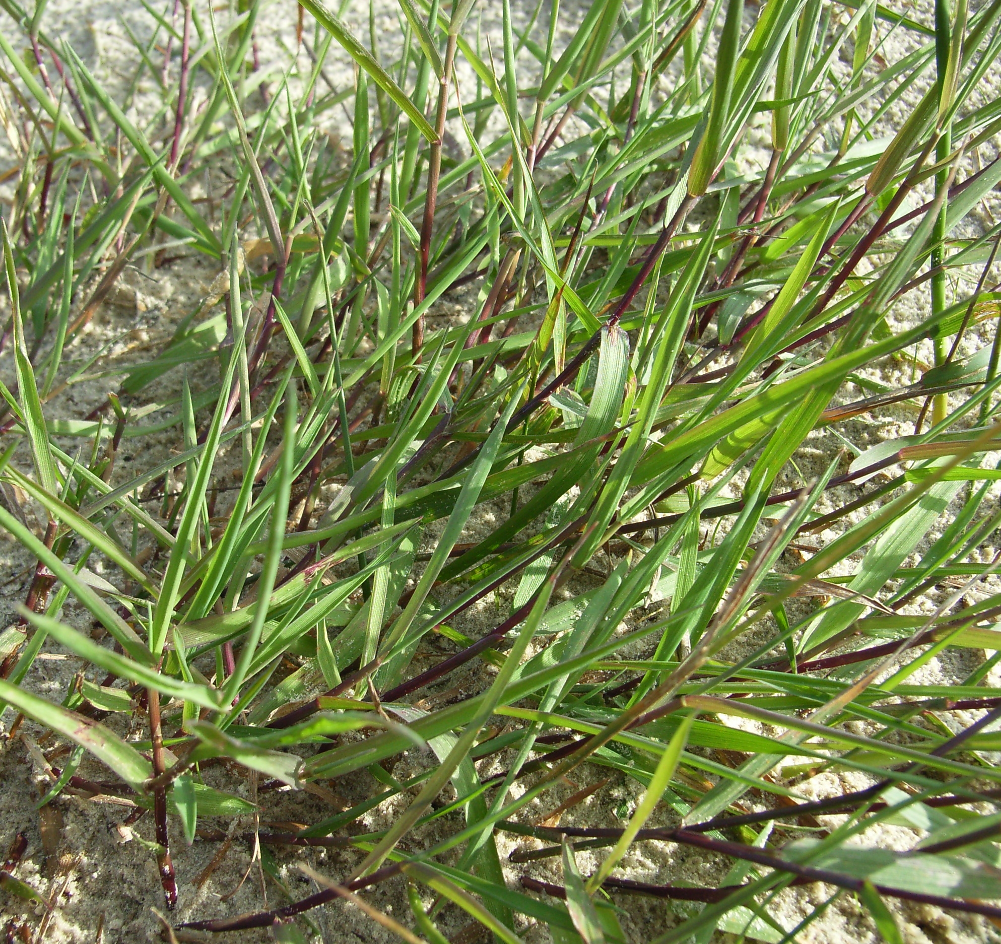 green foliage and brown stems