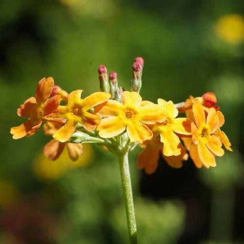 yellow-orange flowers and dark-pink buds with lime sepals and stems