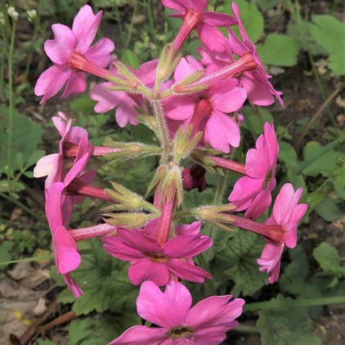 pink flowers with olive center, lime-pink sepals, green leaves and stems