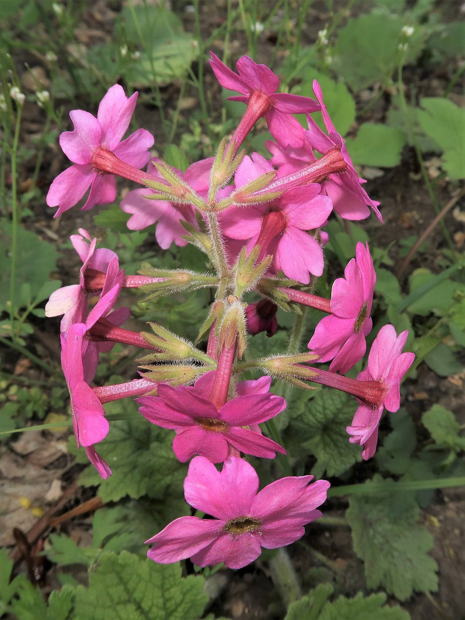 pink flowers with olive center, lime-pink sepals, green leaves and stems