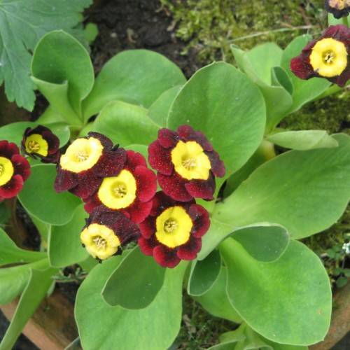 maroon-red flowers with yellow center and lime leaves