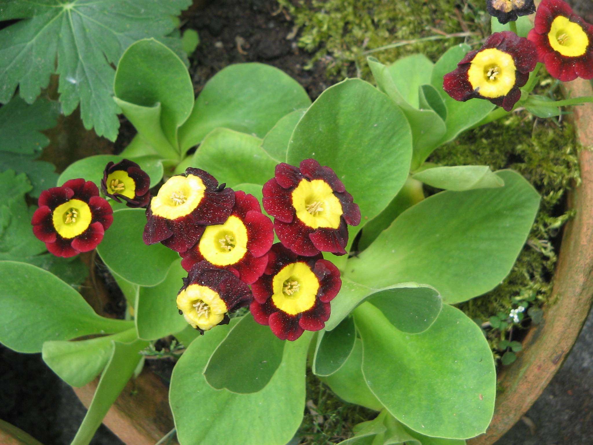 maroon-red flowers with yellow center and lime leaves
