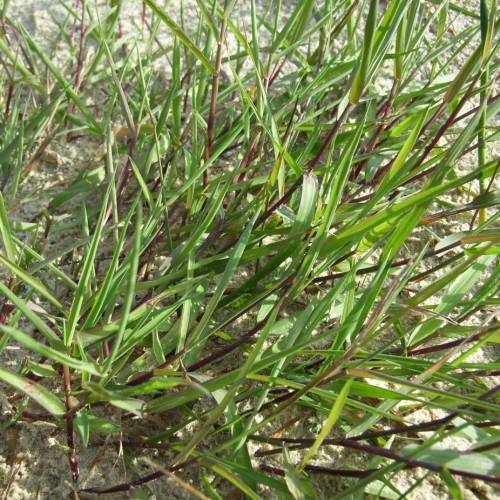 green foliage and brown stems