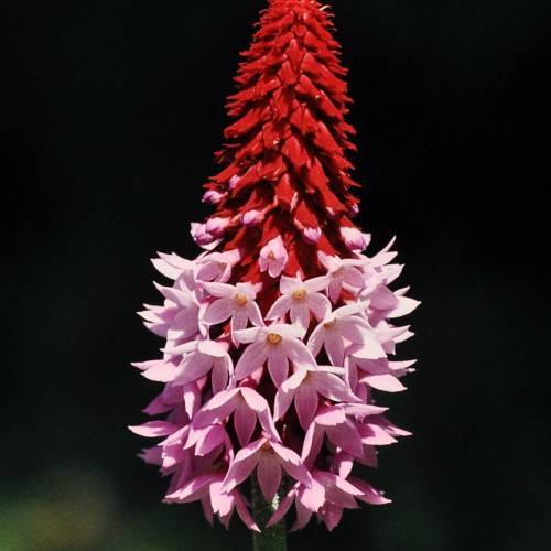 red-pink flowers