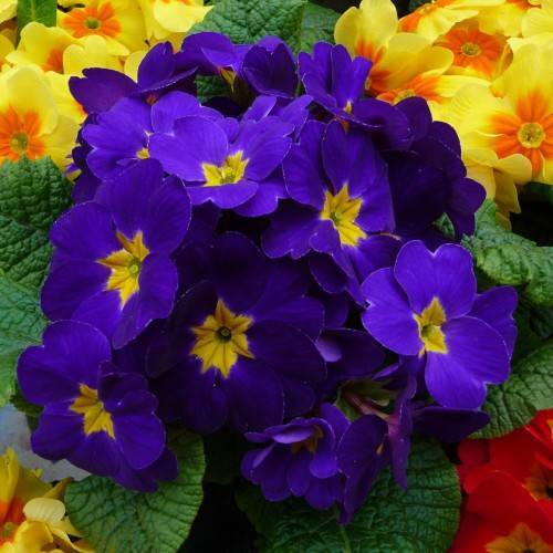 blue-yellow flowers with green leaves

