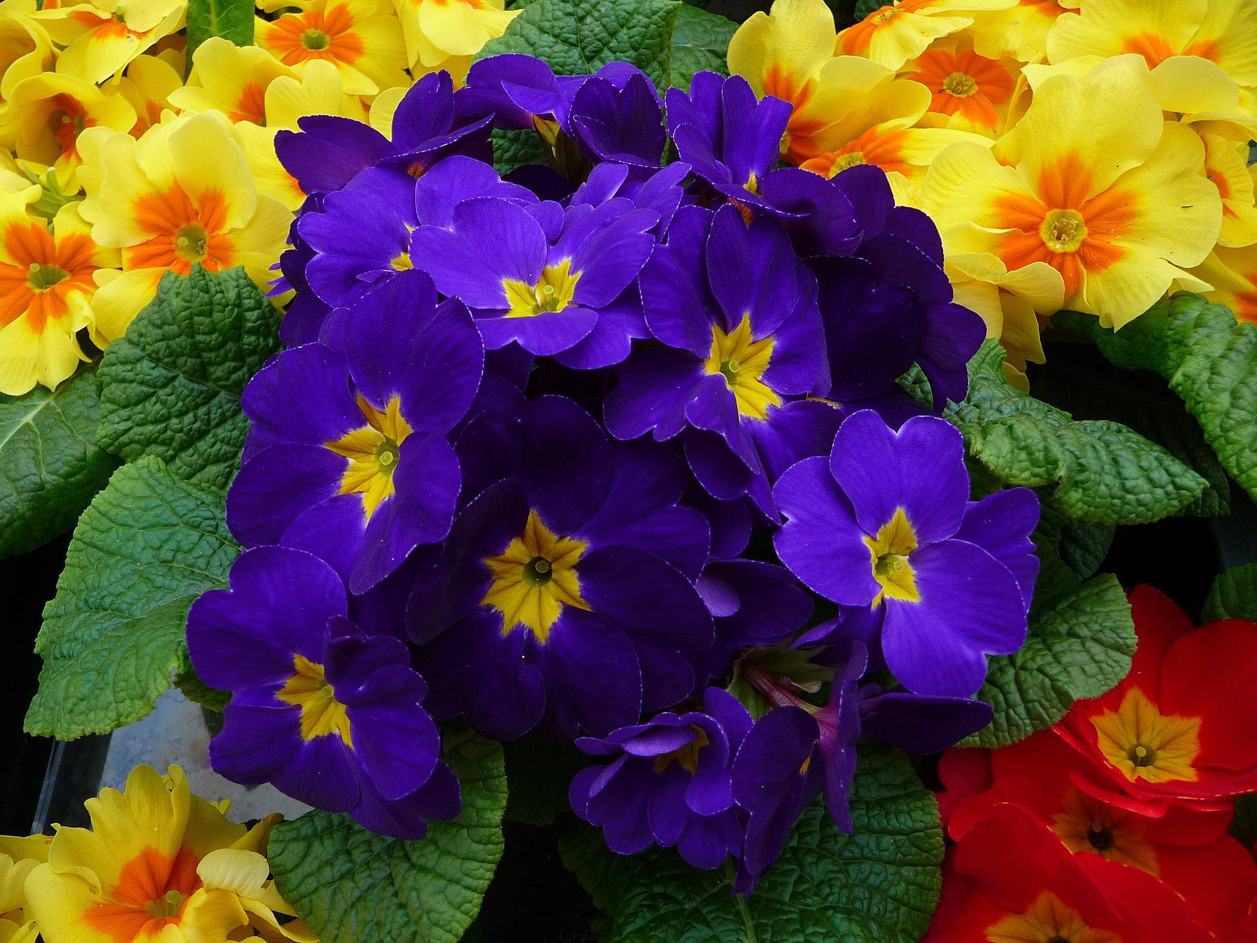 blue-yellow flowers with green leaves
