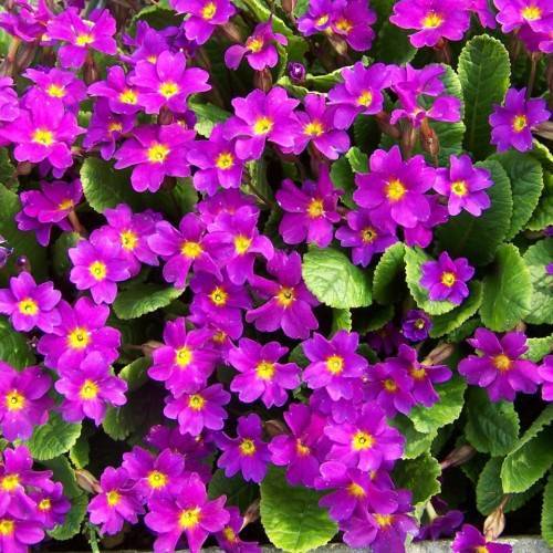 pink-purple flowers with yellow center, brown-pink sepals and green leaves