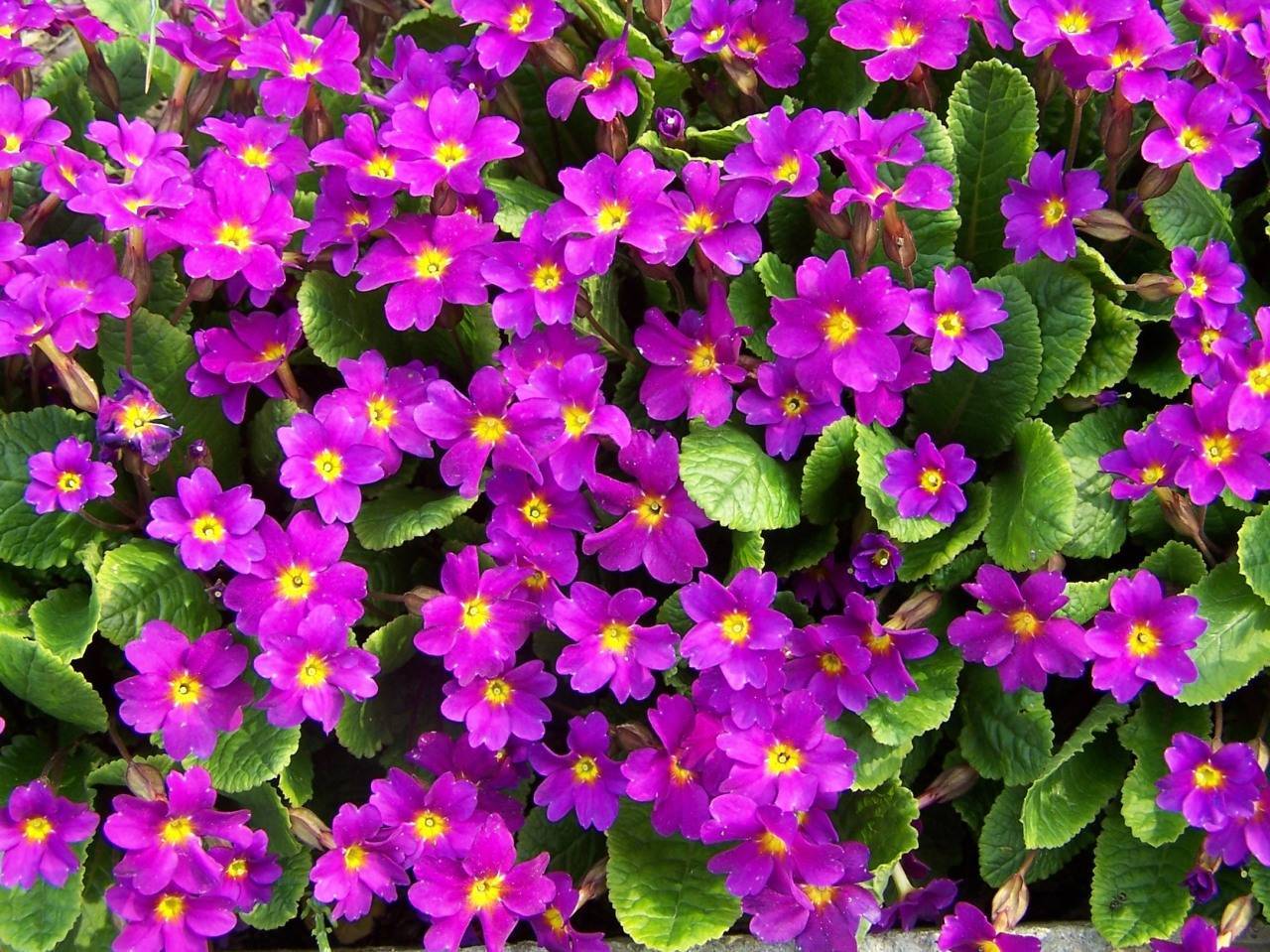 pink-purple flowers with yellow center, brown-pink sepals and green leaves