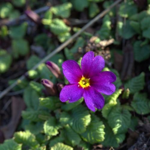 blue-maroon flower with yellow center, purple buds and green leaves