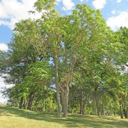 A deciduous tree brown trunk, large green leaves, and light-brown branches.
