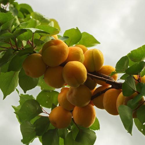 orange-yellow fruits with lime leaves on brown branches