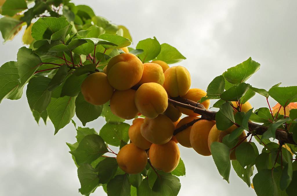 orange-yellow fruits with lime leaves on brown branches