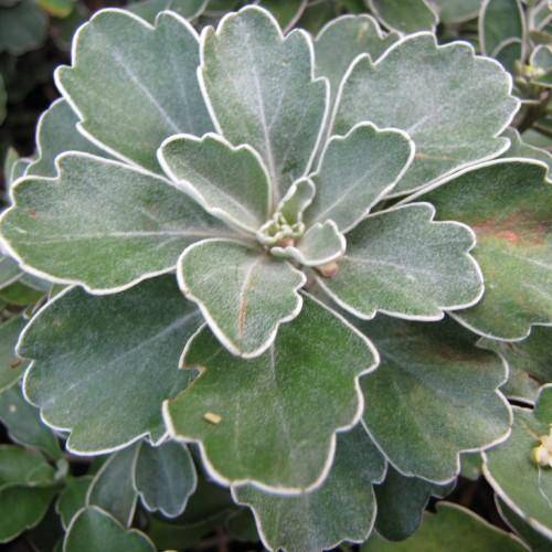 silver-green leaves.