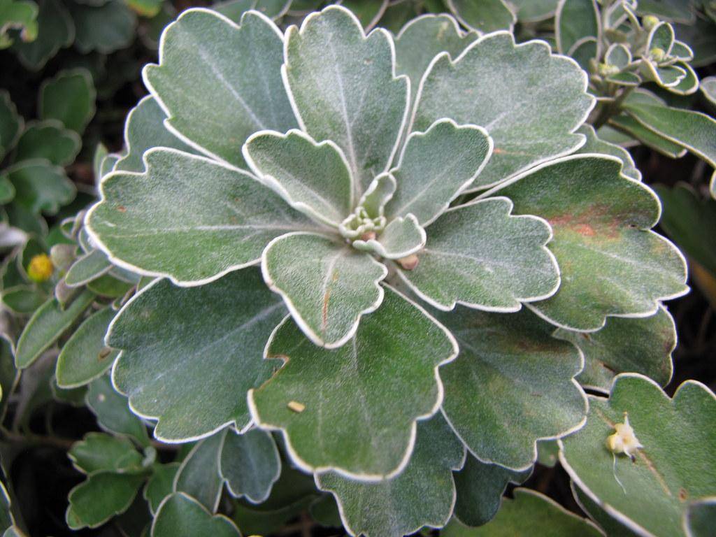 silver-green leaves.