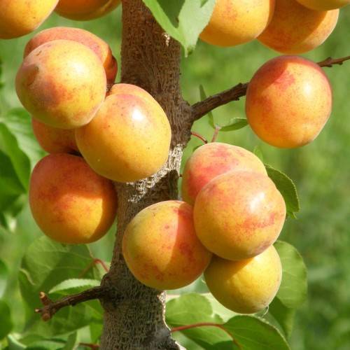 orange-pink fruits with green leaves on light-brown branches