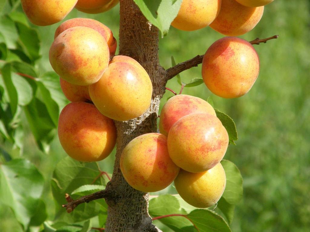 orange-pink fruits with green leaves on light-brown branches