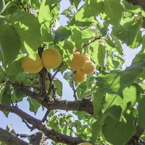 yellow fruits with lime leaves on brown branches