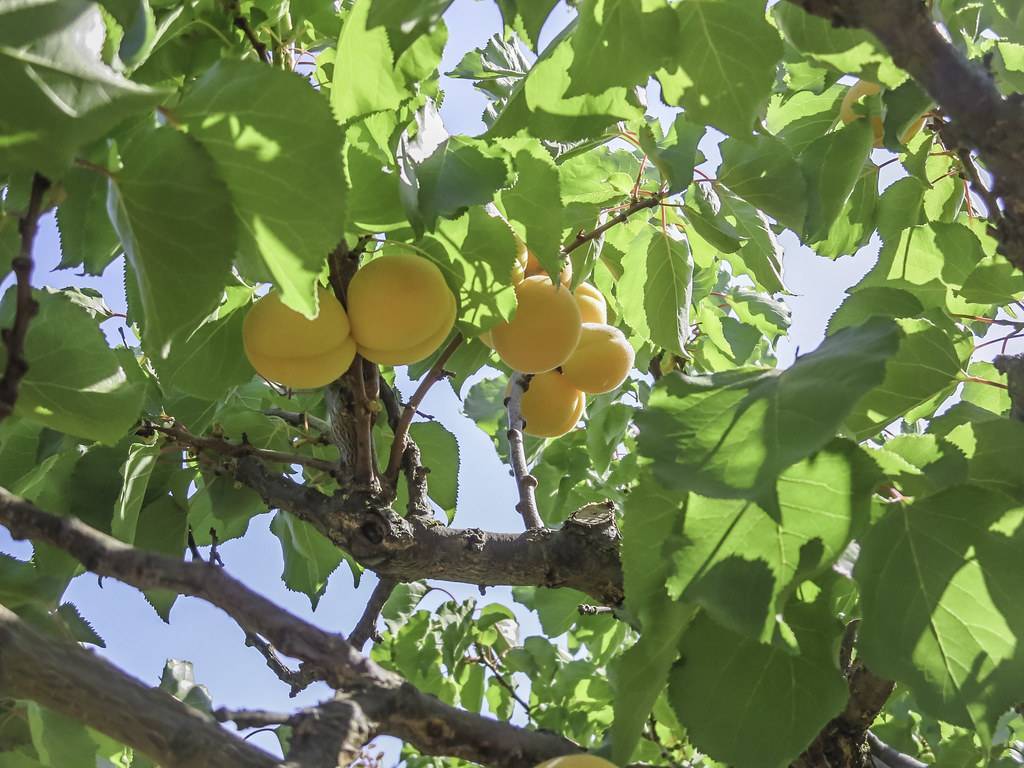 yellow fruits with lime leaves on brown branches