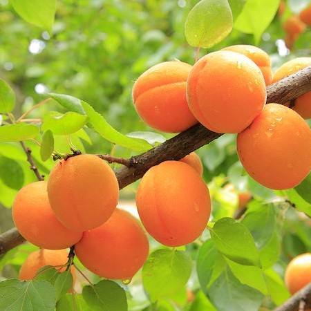orange fruits with lime leaves on brown branches