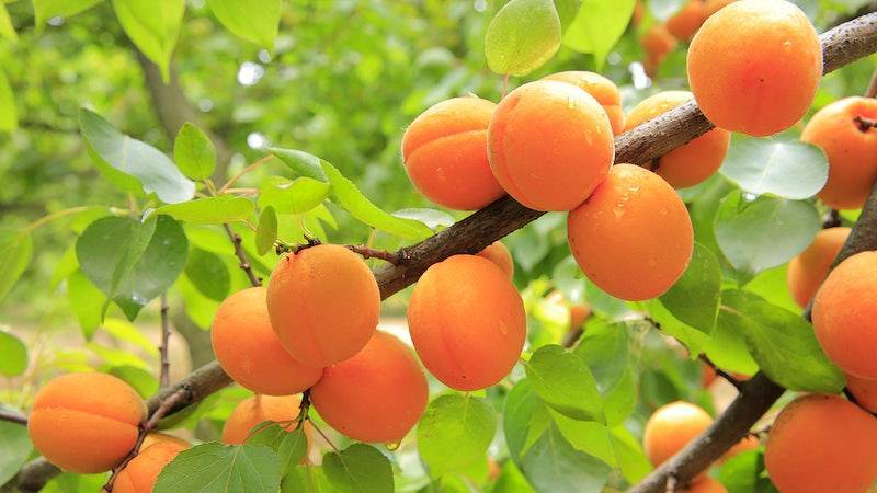 orange fruits with lime leaves on brown branches