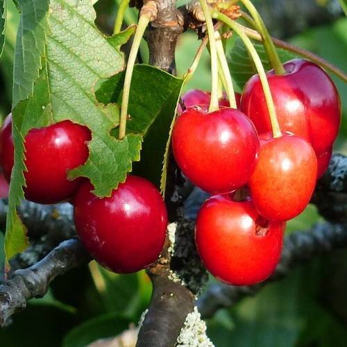 bright-red fruits with green leaves on yellow petioles and brown branches