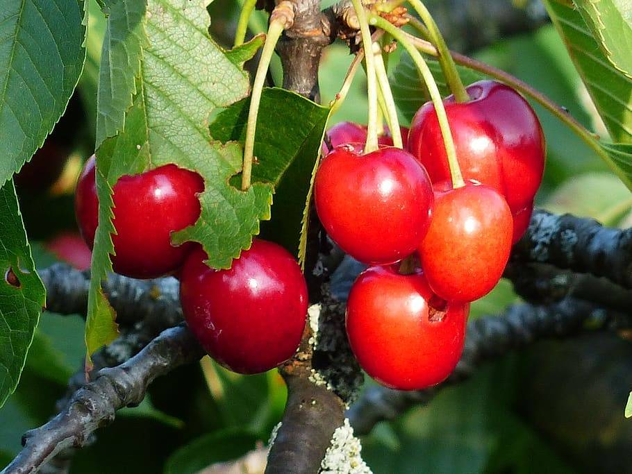 bright-red fruits with green leaves on yellow petioles and brown branches