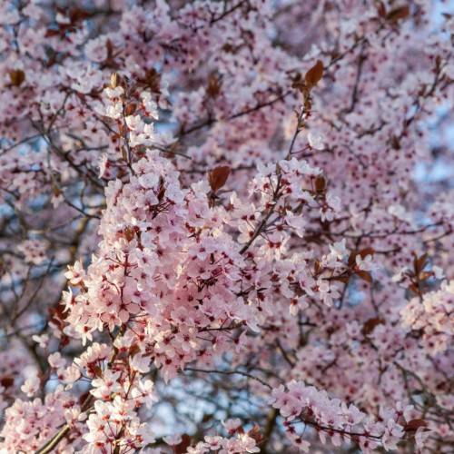 light-pink flowers with maroon center with brown leaves and branches