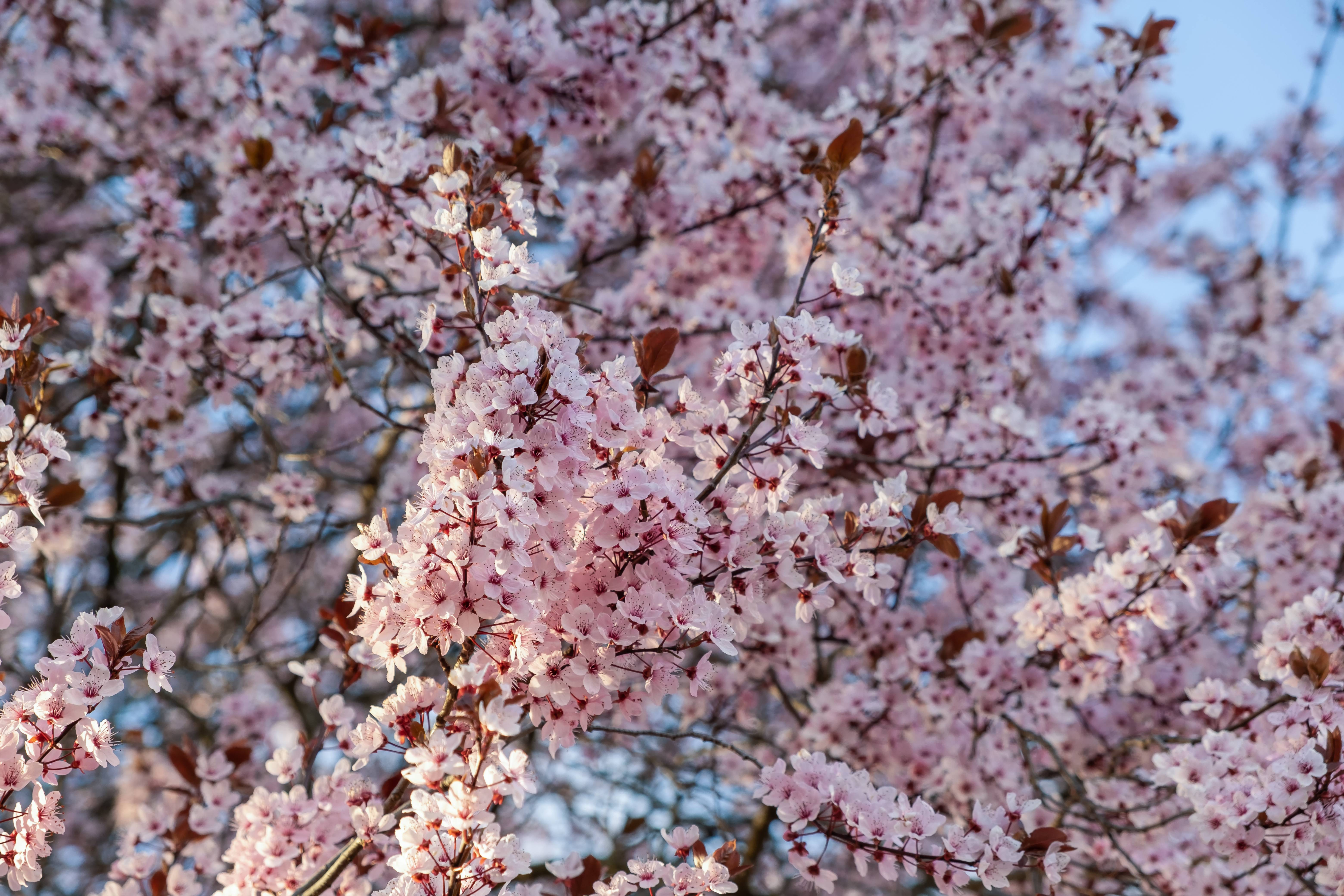 light-pink flowers with maroon center with brown leaves and branches