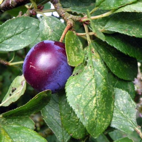 purple-burgundy fruit with yellow-green leaves on brown-yellow branches