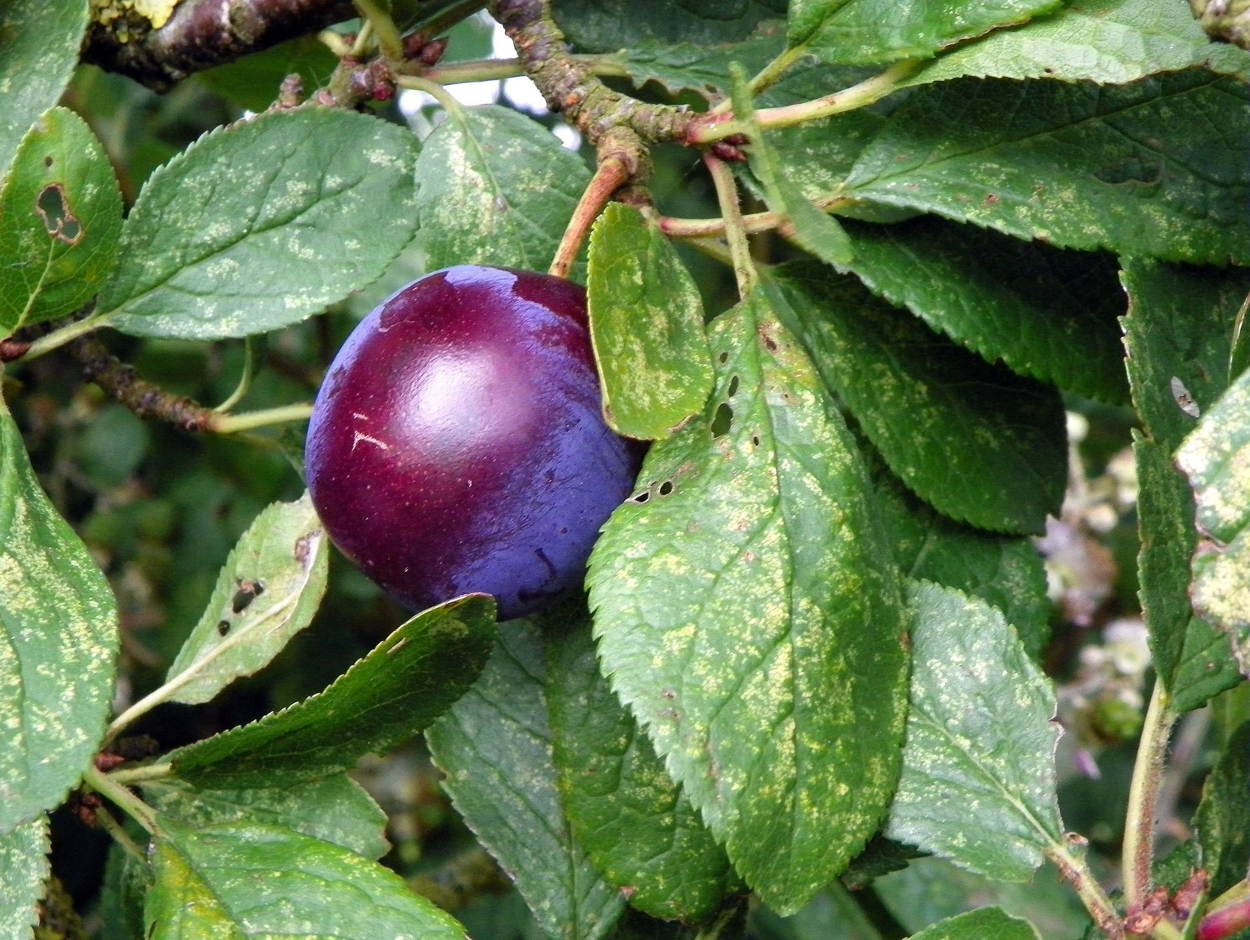 purple-burgundy fruit with yellow-green leaves on brown-yellow branches