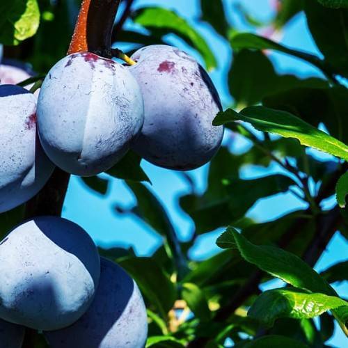 light-blue fruits with green leaves on brown branches