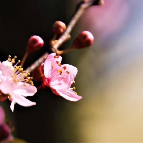 light-pink flowers with yellow-red stamens, red buds on brown branches