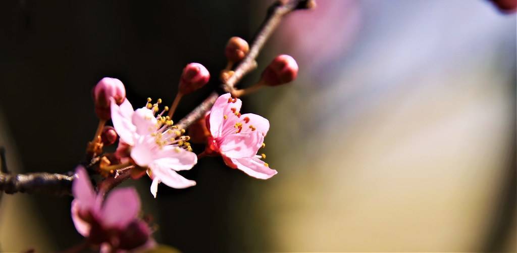 light-pink flowers with yellow-red stamens, red buds on brown branches