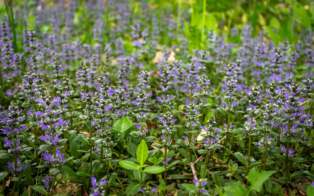 Ground cover plant with green leaves and blue-violet flowers and green stems.