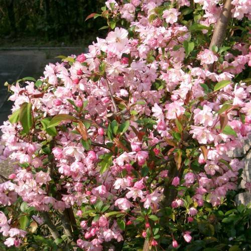 light-pink flowers with dark-pink buds, pink-green leaves on brown stems and branches