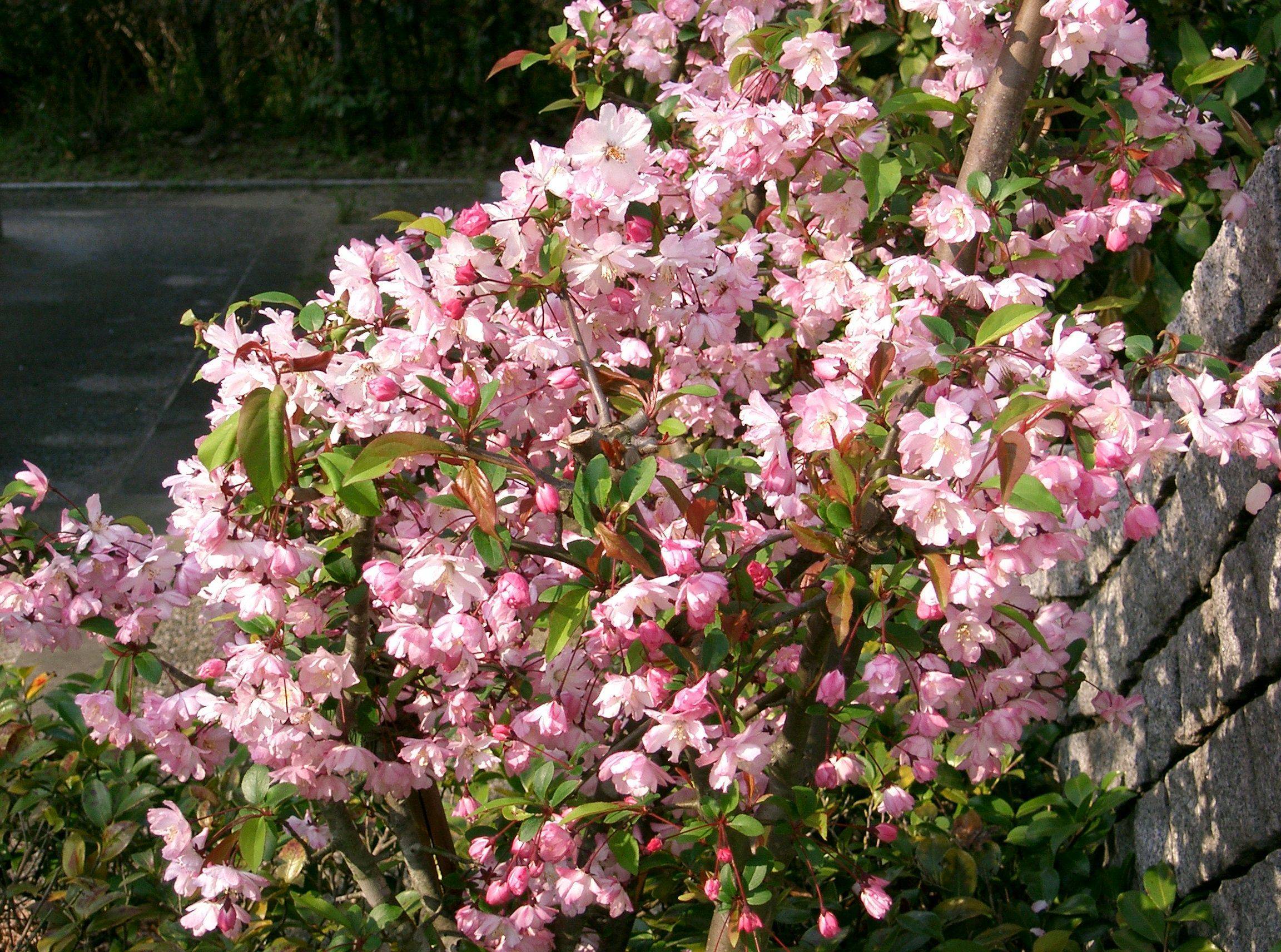 light-pink flowers with dark-pink buds, pink-green leaves on brown stems and branches
