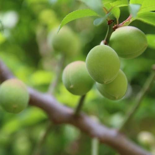 light-green fruits with green leaves on green petioles and brown branches